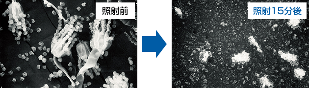 黴菌照片 | 照射前和照射15分鐘後